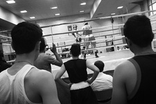 40 بوکسور در یک اتاق!